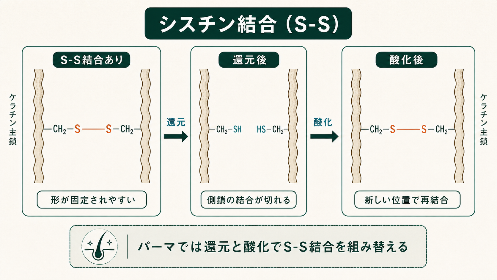 シスチン結合：還元と酸化での切れ方