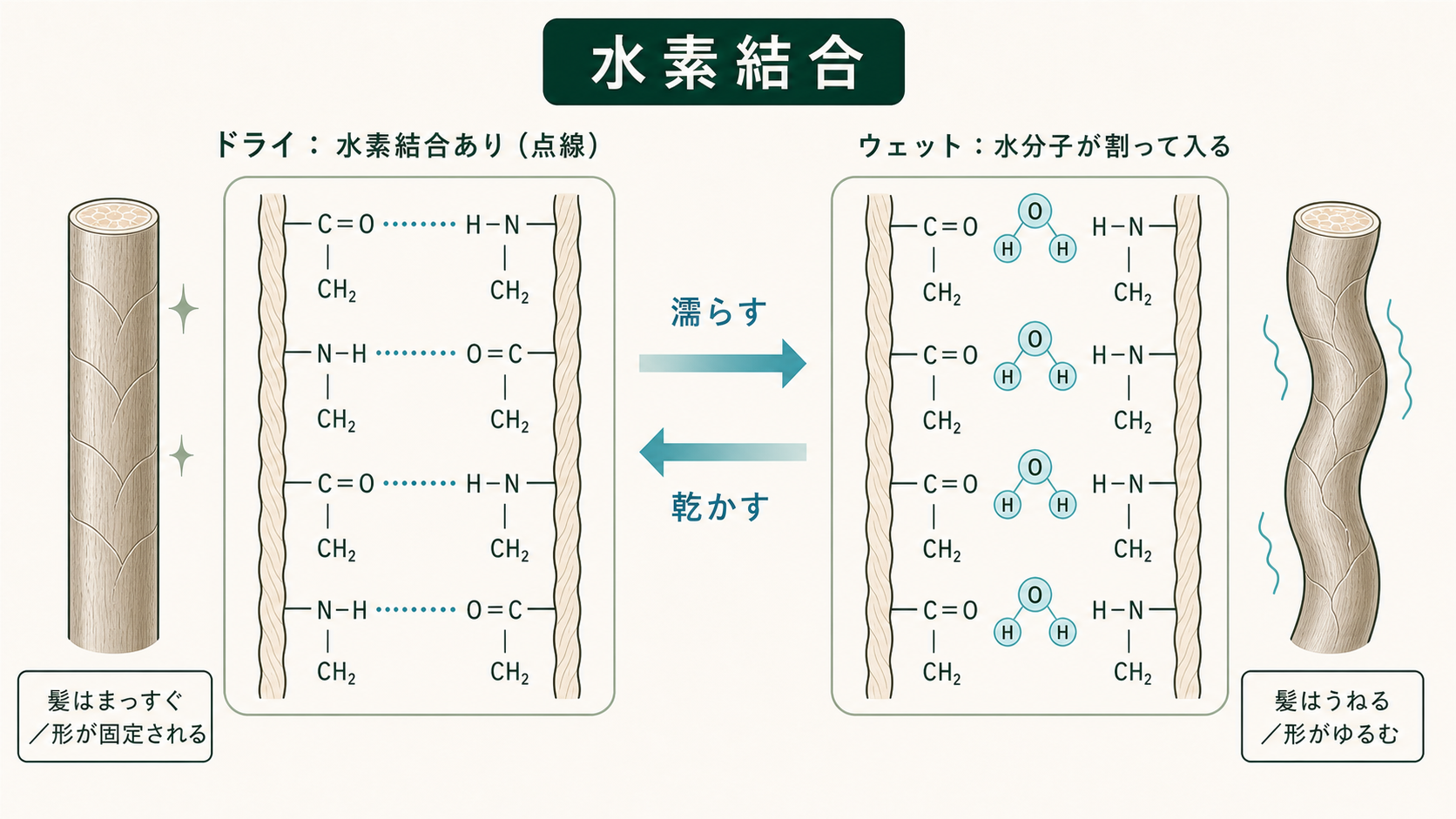 水素結合：ウェットとドライでの切れ方