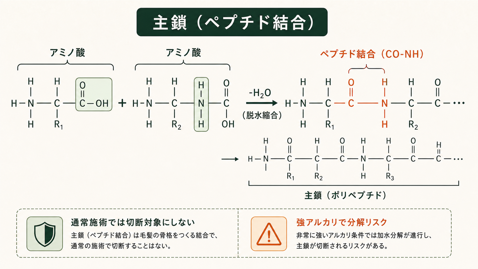 主鎖：ペプチド結合の脱水縮合