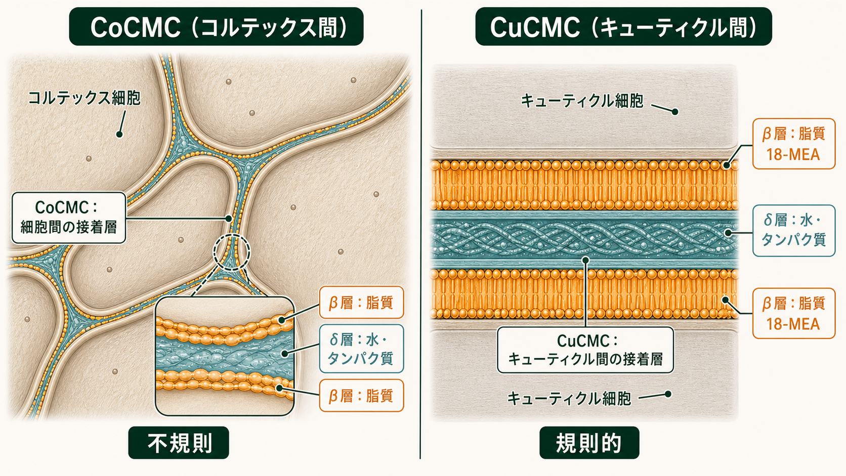 CMC：CoCMCとCuCMCの比較図（β層・δ層）