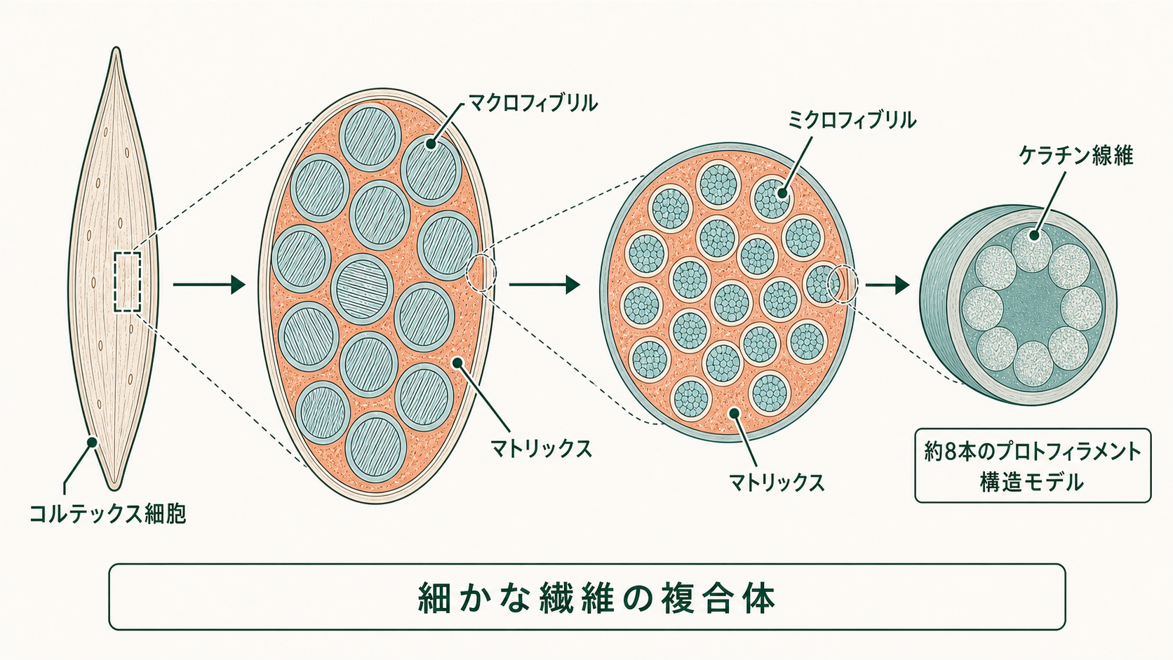 コルテックス内のマクロフィブリルとマトリックスの分布
