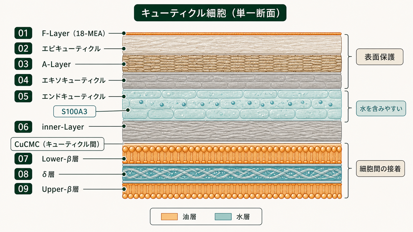 キューティクル9層の断面図（エピCu／A-Layer／エキソCu／エンドCu）