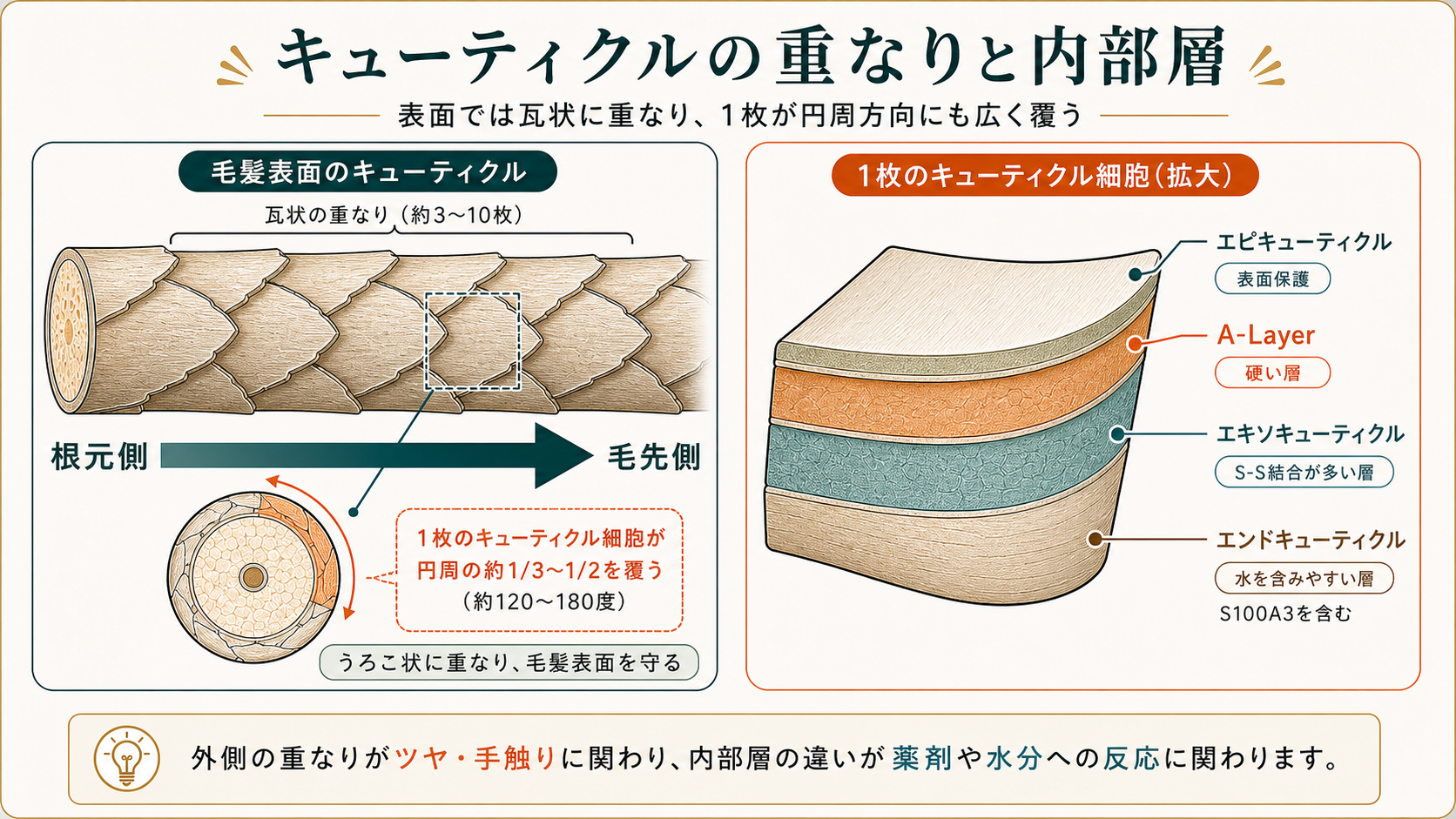 キューティクル全体の構造図