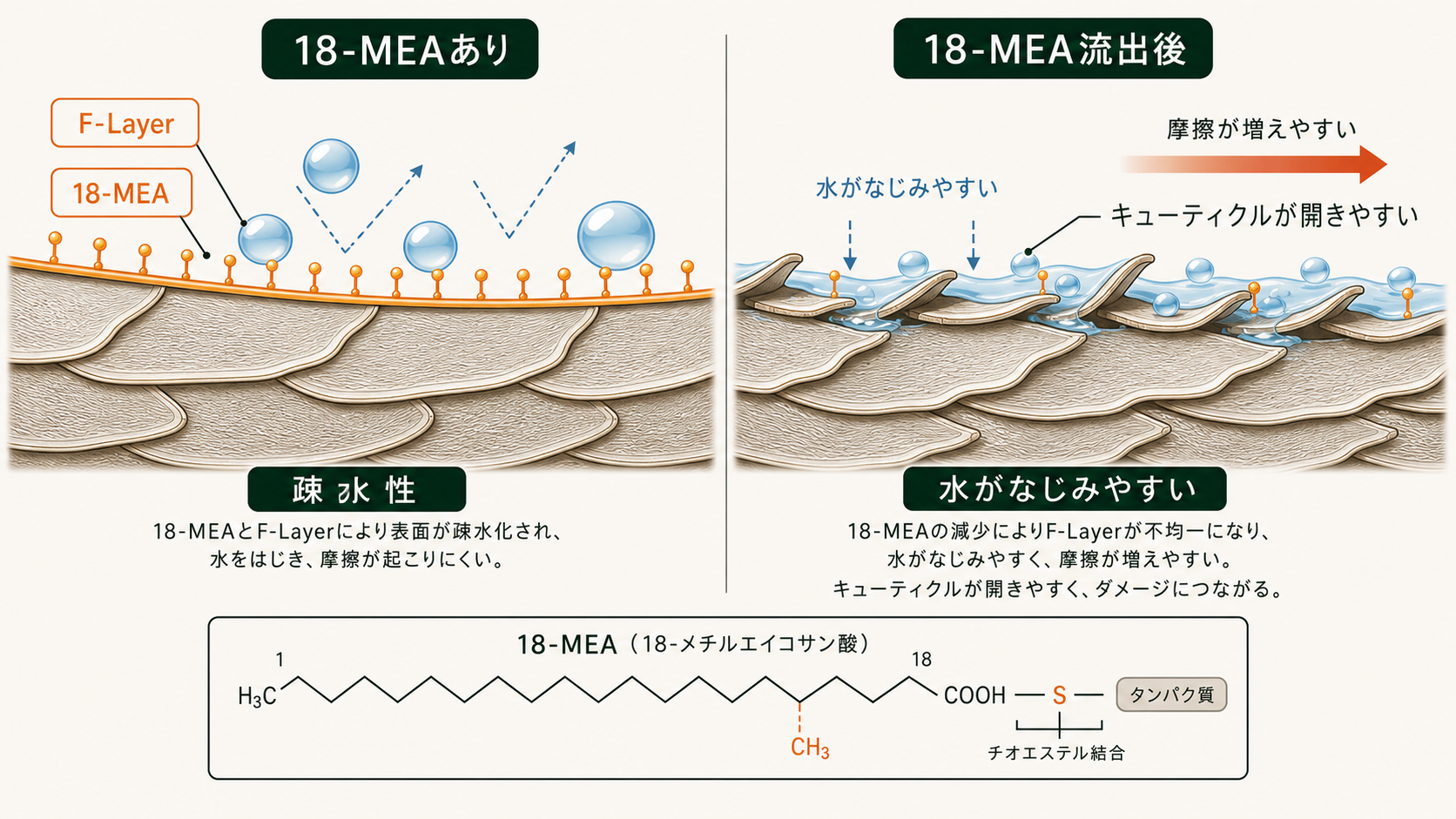 F-Layerと18-MEAの構造図