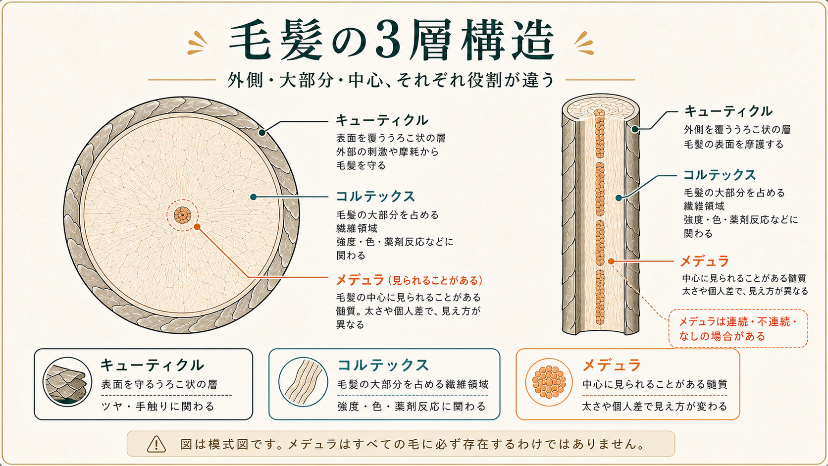 ヘアマップ：毛髪の3層構造（キューティクル／コルテックス／メデュラ）