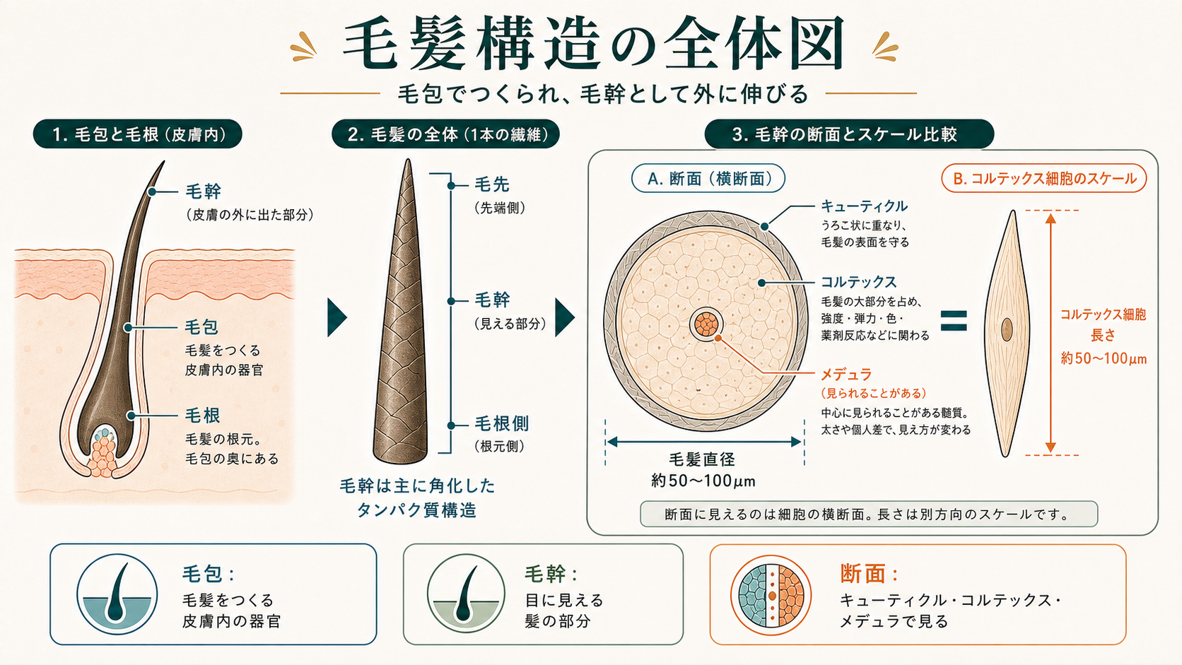 毛髪構造の全体俯瞰図
