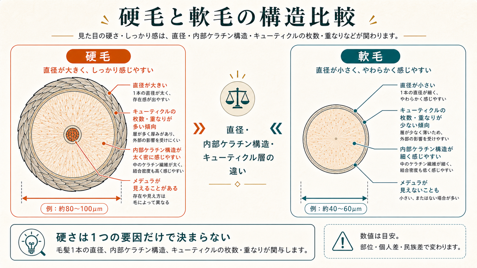 硬毛と軟毛の構造比較
