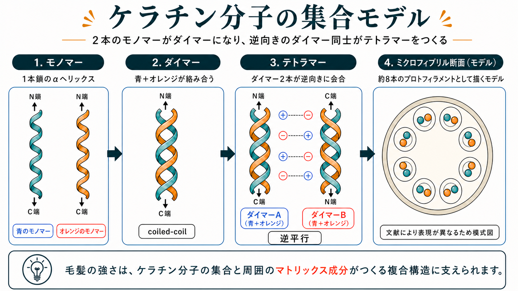 モノマー・ダイマー・テトラマーのケラチン分子構造