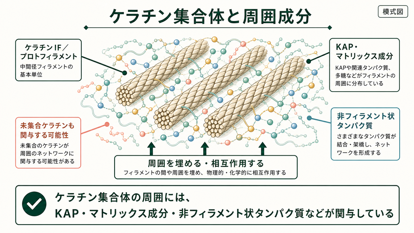ケラチン集合体と周囲成分の模式図