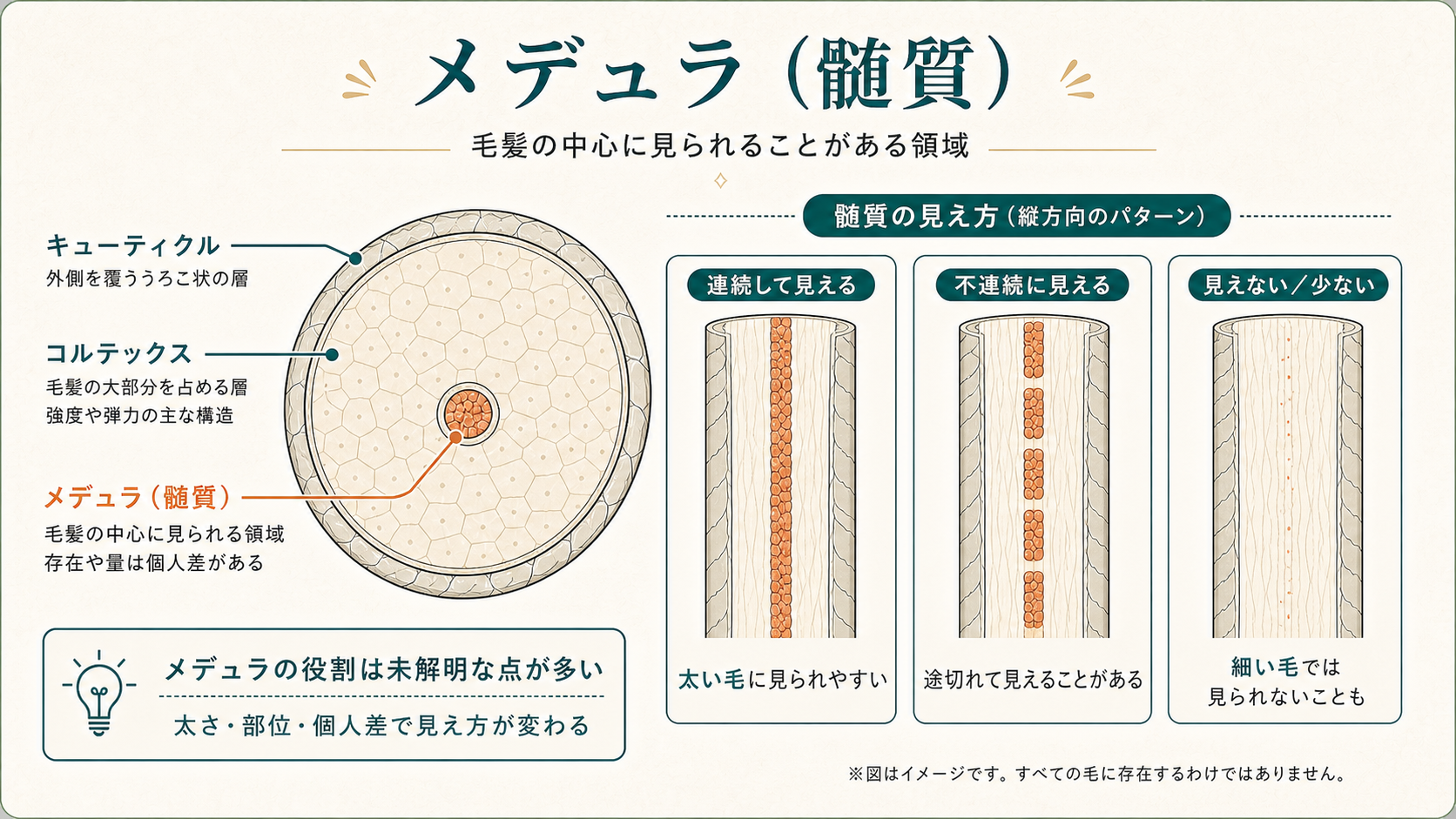 メデュラ：毛髪中心の髄質