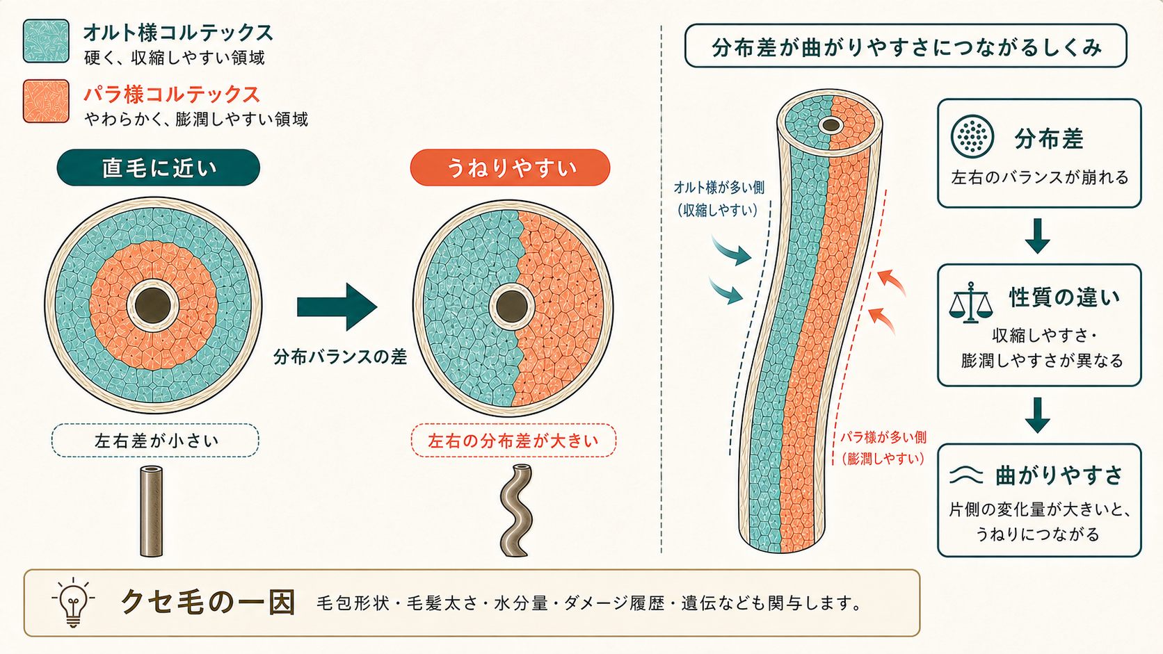 コルテックスのオルト／パラ分布図