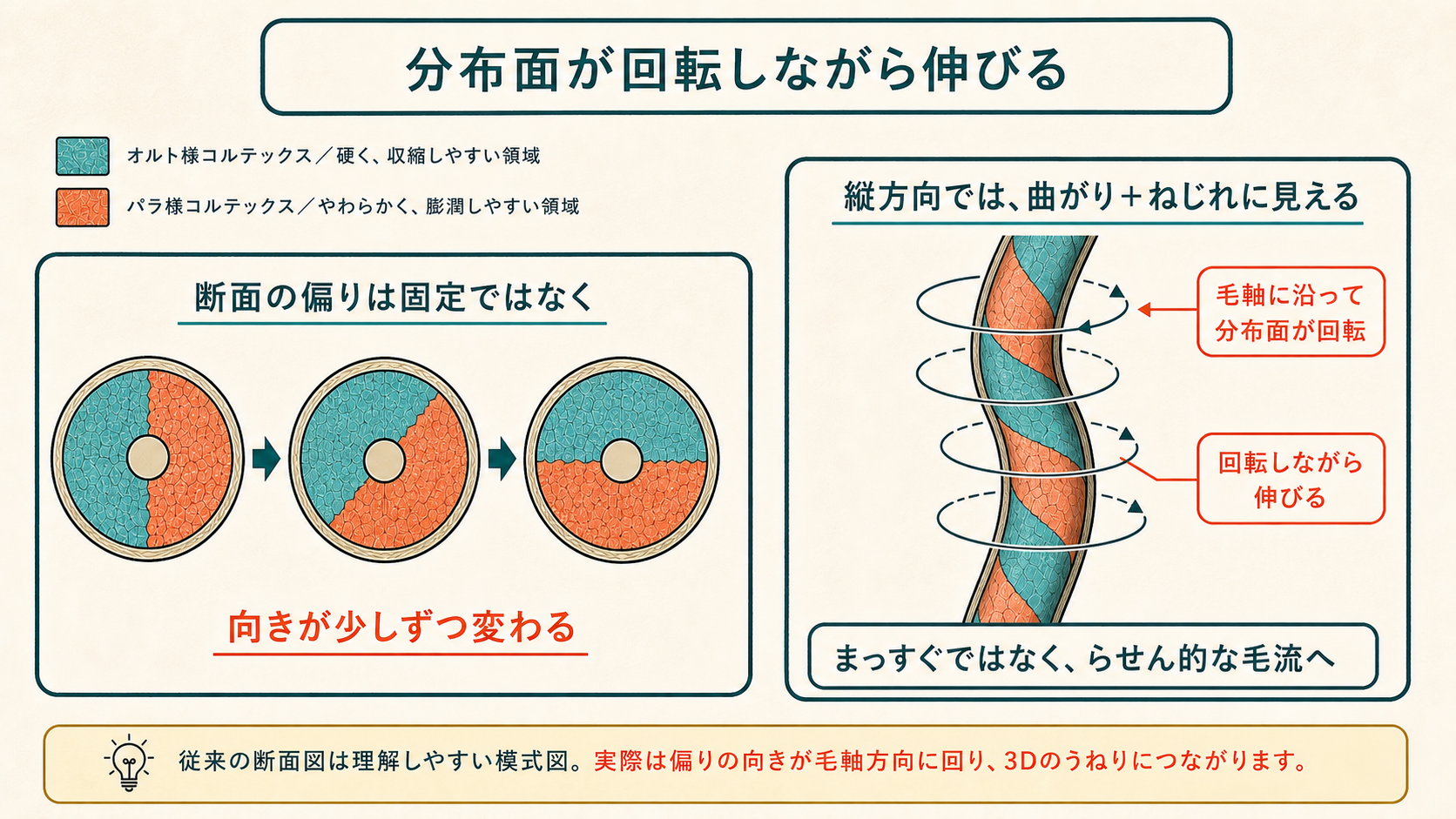 分布面が回転しながら伸びるイメージ図