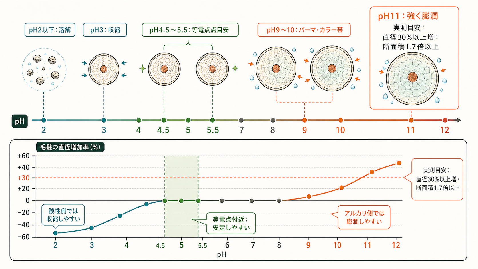 毛髪とpHの関係：pH2〜12での膨潤と収縮